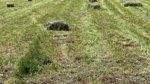 Rectangular bales of dried hay on field in sunny morning Vídeos de archivo 315767543