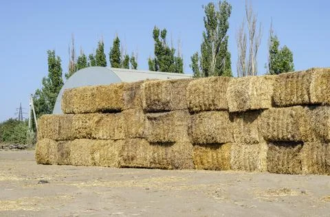 Rectangular bales of dry hay against the blue sky. Stock Photos