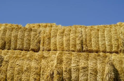 Rectangular bales of dry hay against the blue sky. Stock Photos