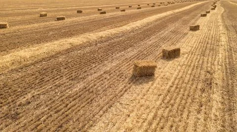 Rectangular bales of hay on the field after the wheat harvest. Stock-Fotos
