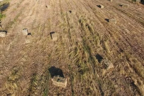Rectangular bales of hay on the field. Hay Stock Photos