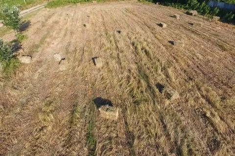 Rectangular bales of hay on the field. Hay Stock Photos