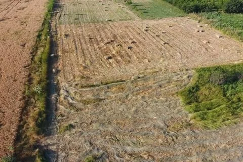 Rectangular bales of hay on the field. Hay Stock Photos
