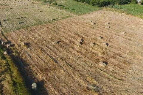 Rectangular bales of hay on the field. Hay Stock Photos