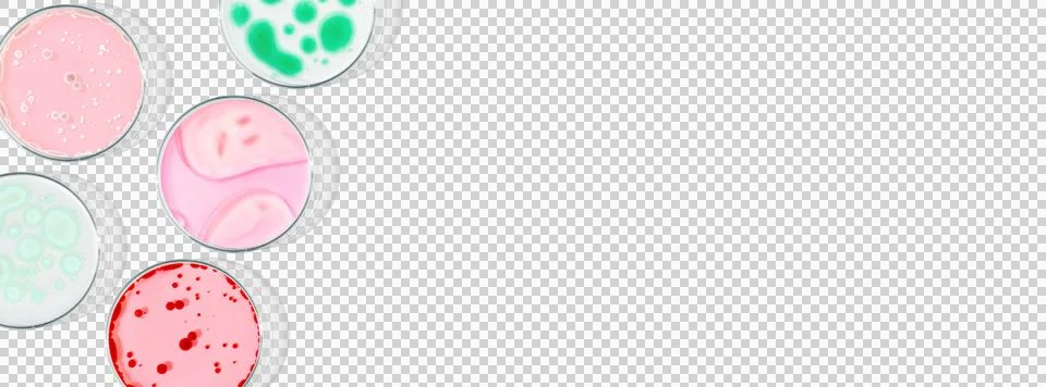 Rectangular banner with Petri dishes isolated. laboratory, research of molecu Stock Photos