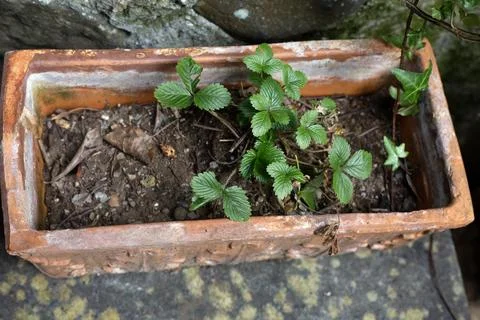 Rectangular clay pot with young fresh strawberry plant. outdoor strawberry Stock Photos