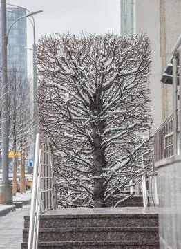 Rectangular decorative tree in winter Stockfoto's