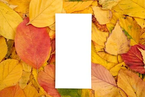 Rectangular empty card lies on fallen yellow leaves Stock Photos