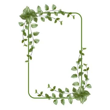 Rectangular flower arrangement. Green leaves isolated on white background. .. Foto stock
