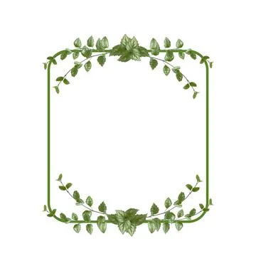 Rectangular flower arrangement. Green leaves isolated on white background. .. Foto stock