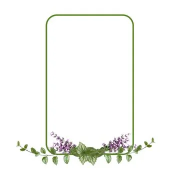 Rectangular flower arrangement.  Sage flowers and green leaves isolated on .. Foto stock