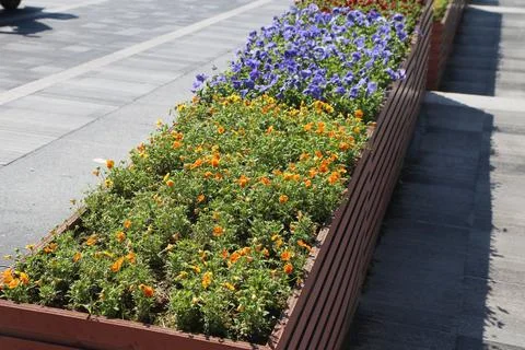 Rectangular flower planter with yellow, orange, red, and purple blooms line.. Stock Photos