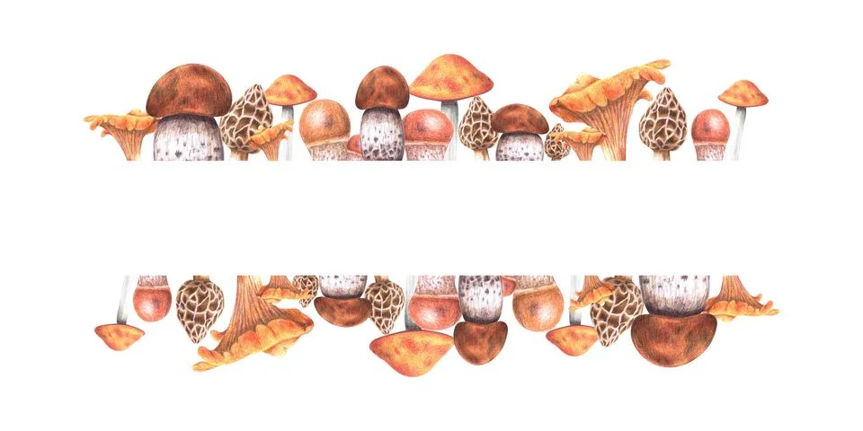 Rectangular frame with autumn forest mushrooms isolated on a white background. Stock Illustration