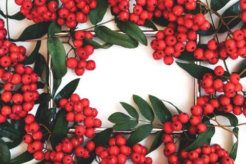Rectangular frame decorated with rowan branches on a white background Stock Photos