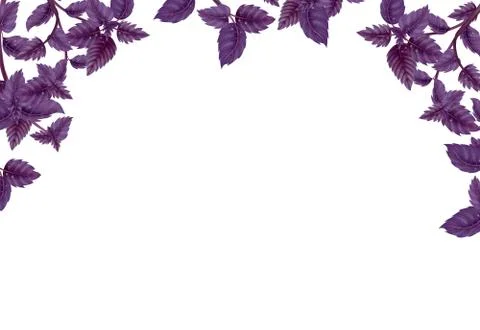 Rectangular frame, a decoration of Basil leaves. Stock Illustration