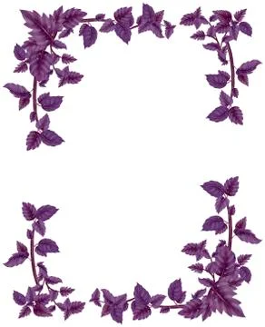 Rectangular frame, a decoration of Basil leaves. Stock Illustration