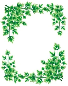 Rectangular frame, a decoration of parsley leaves. Illustrazione stock