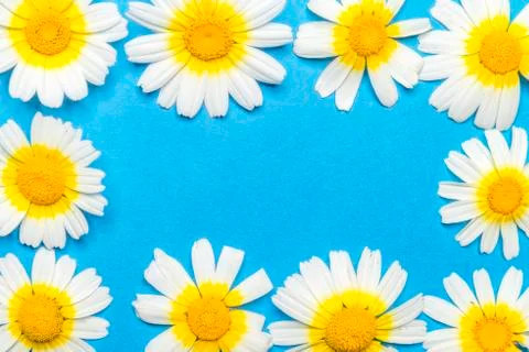 Rectangular frame formed by white and yellow flowers on a blue background Stock Photos