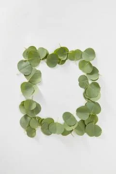 Rectangular frame from green leaves of Eucalyptus plant. Stock Photos