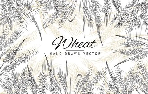 Rectangular frame with hand drawn wheat spikelets in sketch vector illustration Stock Illustration