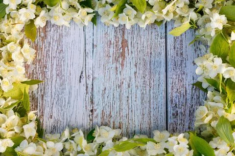 Rectangular frame made of white jasmine flowers on a wooden blue background. Foto stock