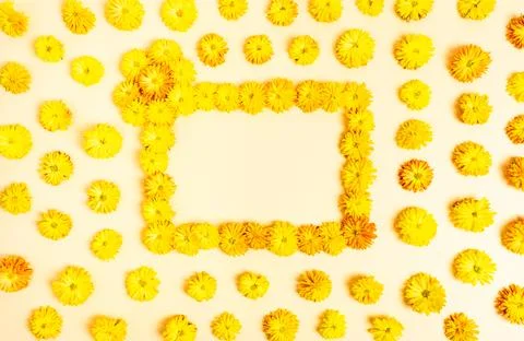 Rectangular frame made of yellow chrysanthemum flowers on a light yellow, bei Stock Photos