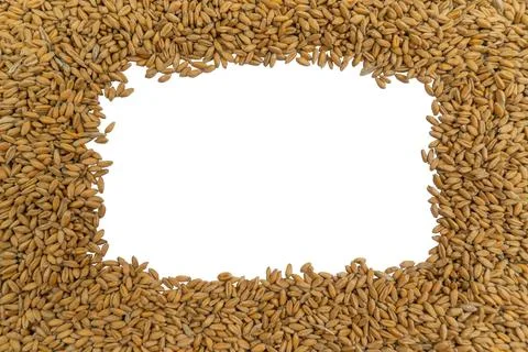 Rectangular frame from ripe grains of wheat on a white background Foto stock