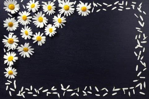 Rectangular frame of white daisies on a black background. Floral pattern with Foto stock