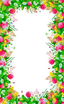 Rectangular frame with wildflowers and wild herbs. Stock Illustration