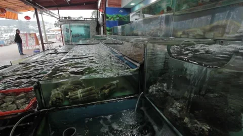 Rectangular Glass Tanks Filled with Seafood Vídeos de archivo 230185089