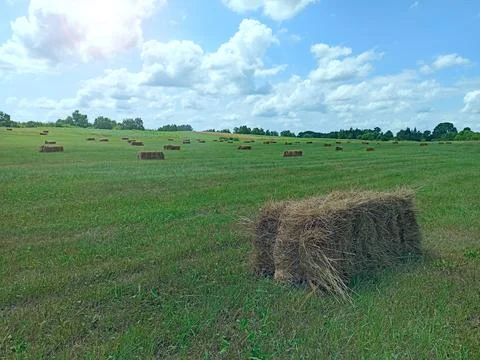 Rectangular hay bales scattered on a green grass field under a cloudy sky Stock Photos