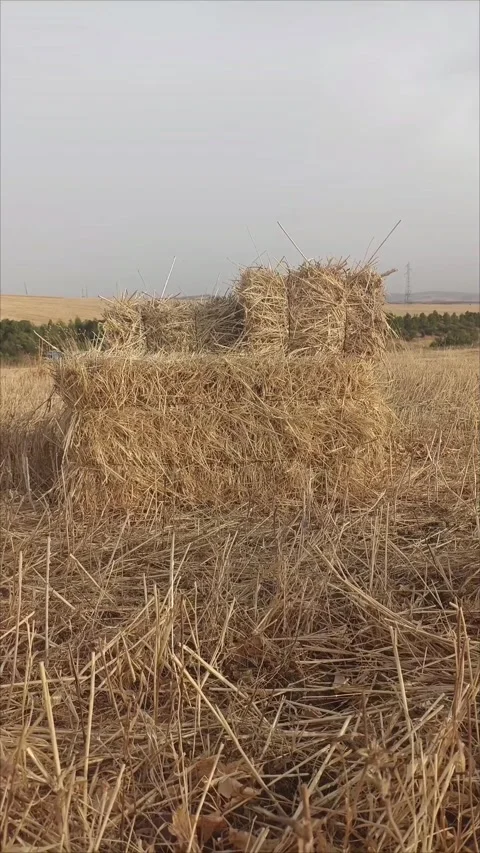 Rectangular Hay Bales Stacked in a Harvested Agricultural Field Stock Footage 337226359