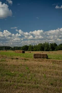 Rectangular haystacks on the field. Haystack after harvesting. Thick clouds Stock Photos