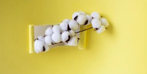 A rectangular hole with a white fluffy cotton twig sticking out of it on a ye Stock Photos