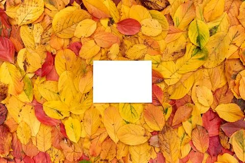 Rectangular horizontal white empty frame lies on the yellow foliage Foto stock