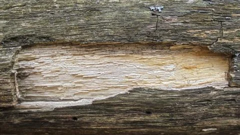 Rectangular light zone of the removed bark from an old dry log. banner. natur 스톡 사진