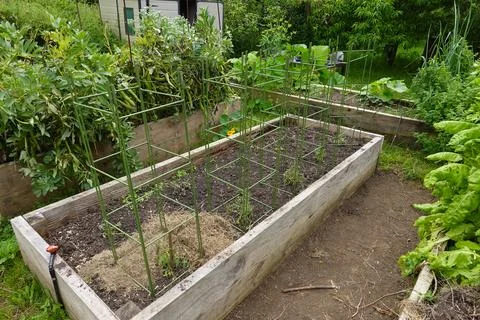 Rectangular metal structure for tomato cultivation without having to put a .. Stock Photos