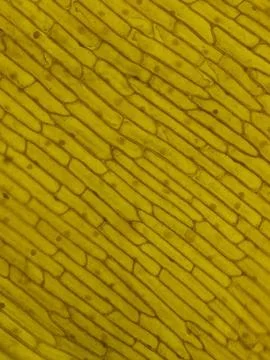 Rectangular Onion Epidermal Cells Stained with Safranin Showing Clear Nu 스톡 사진