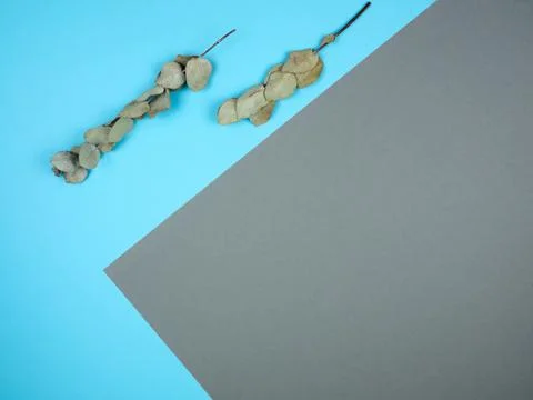 Rectangular pattern design 2 twigs eucalyptus,leaves,blue,gray paper copy space Stock Photos