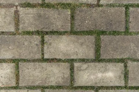 Rectangular Paving slabs with sprouted moss. Paving. Textures Are More Suitab 스톡 사진
