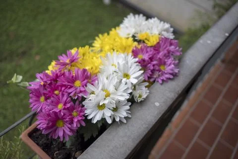 A rectangular planter box overflows with vibrant purple, yellow, and white .. Stockfoto's
