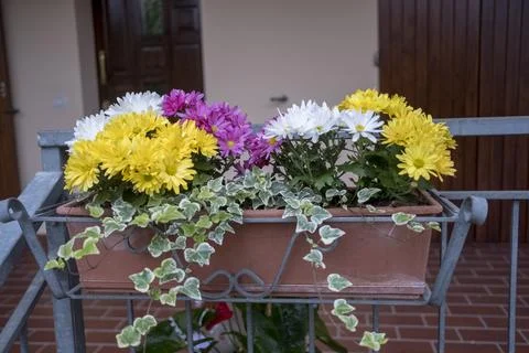 A rectangular planter box overflows with vibrant purple, yellow, and white .. Foto stock