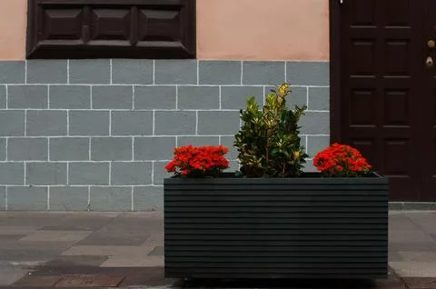 Rectangular planter with red flowers and green foliage against a geometric wa Stock Photos