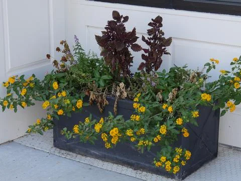 Rectangular planter with yellow flowers outside a doorway 스톡 사진