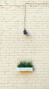 Rectangular pot with purple flowers green grass black lantern beige brick wall Foto stock