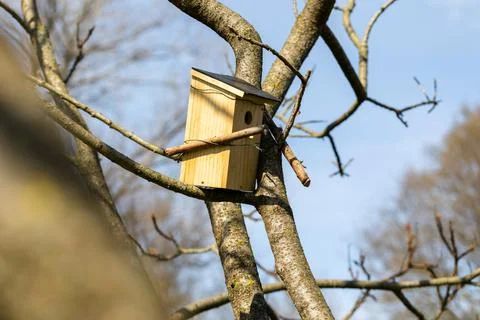 A rectangular shaped birdhouse standing on a branch of a leafless tree in a g Stock Photos