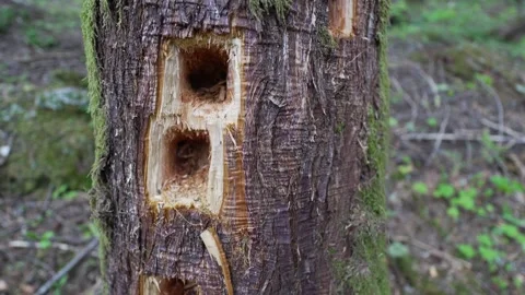 Rectangular shaped holes in a mossy tree trunk creates by a woodpecker 스톡 동영상 328715967