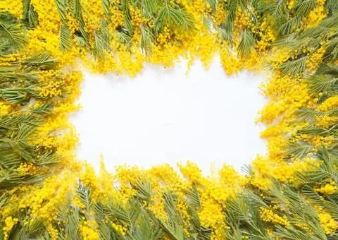 Rectangular square frame of yellow flowers of mimosa. White background. Stock Photos