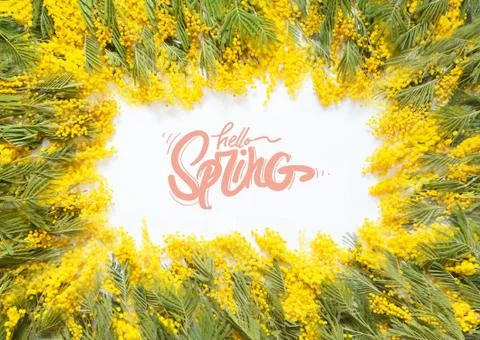 Rectangular square frame of yellow flowers of mimosa. White background. Stock Photos