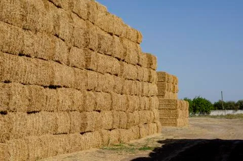 Rectangular stacks of dry hay in an open-air field. Stock Photos